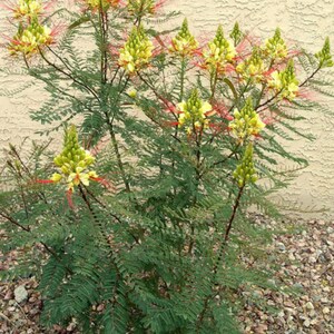 Caesalpinia Gilliesii Mexican Bird Of Paradise, Live Plant Seedling Tree, Shrub, Fast Growing, Drought Tolerant, Sun image 2