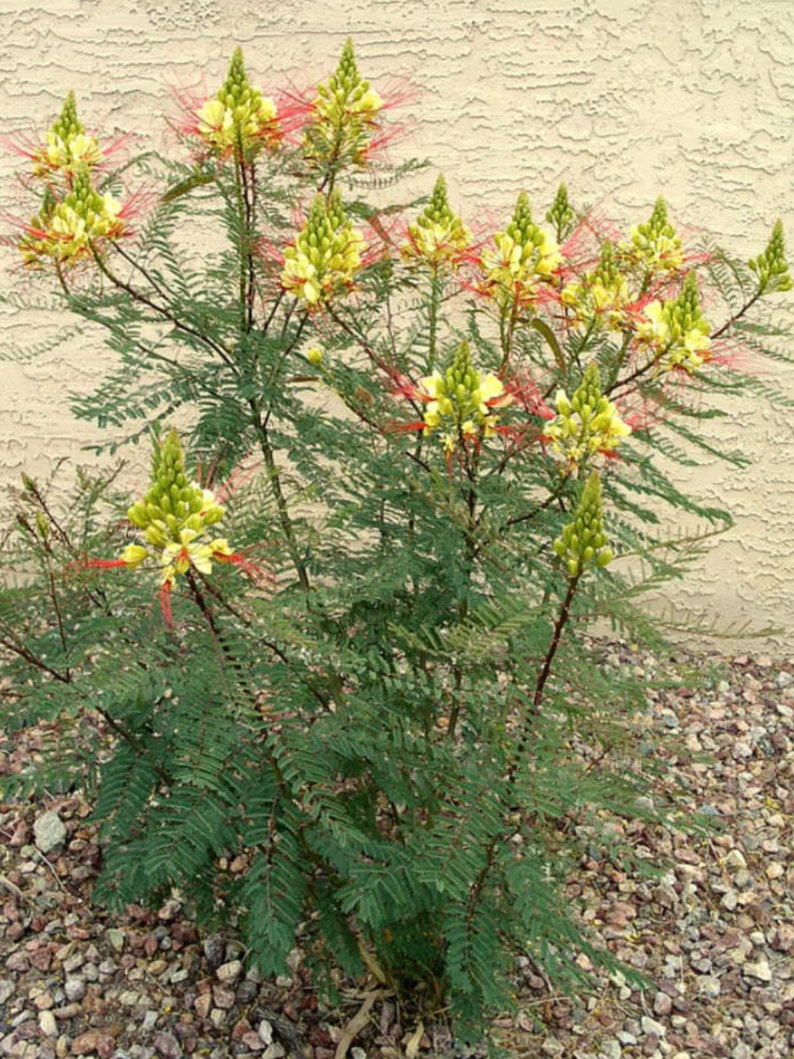 Caesalpinia Gilliesii Mexican Bird Of Paradise, Live Plant Seedling Tree, Shrub, Fast Growing, Drought Tolerant, Sun image 2