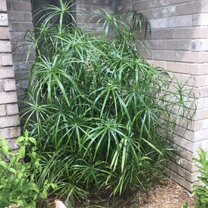 May include: A lush green papyrus plant with long, slender leaves, growing near a brick wall. The plant is surrounded by mulch and other greenery, creating a natural, outdoor scene. The leaves radiate outwards from the center.