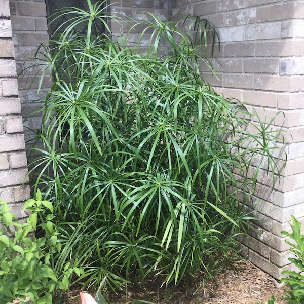 Umbrella Papyrus Rooted Starters, Koi Ponds, Landscape. These are in 3 inch pots.