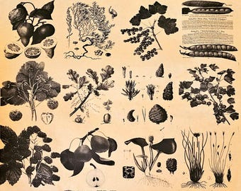 Artist Designed Tissue Paper Nature and Floral Inspired Kraft