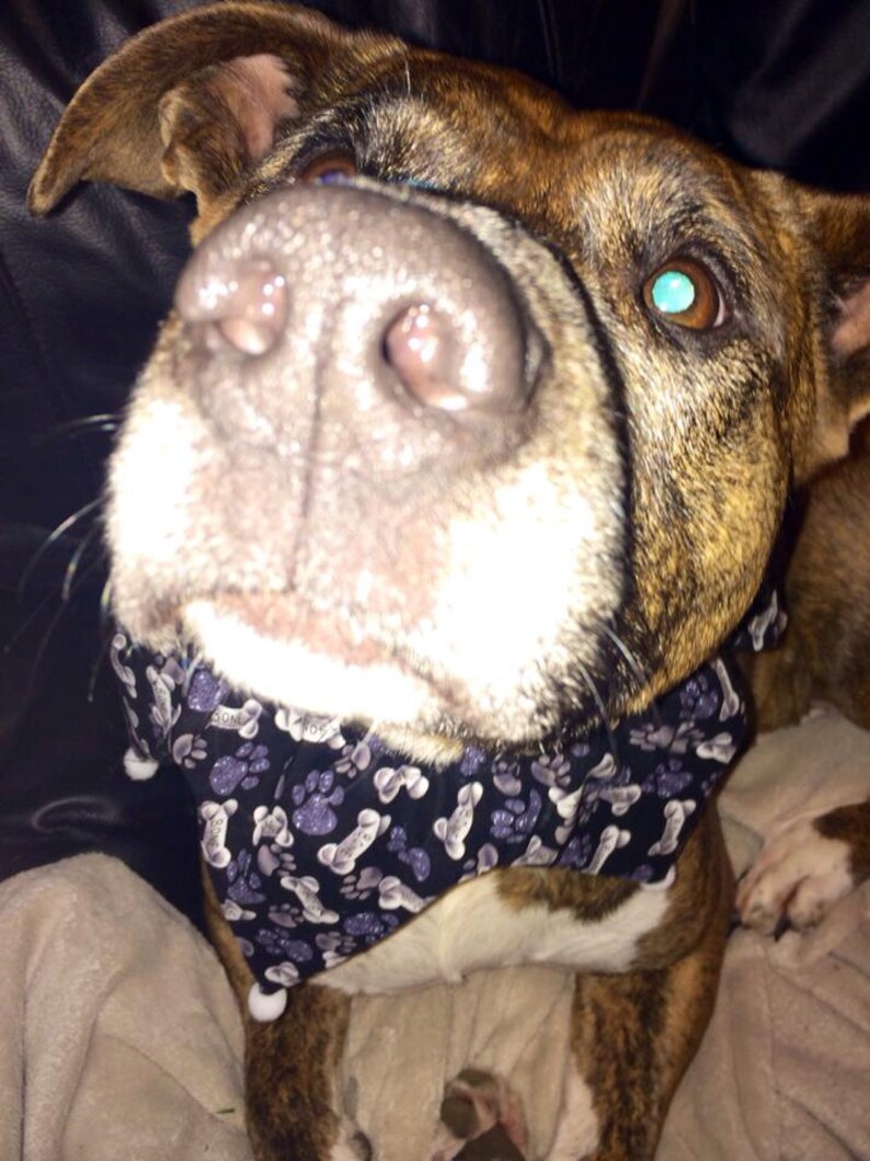 Bone Dog Scarf
