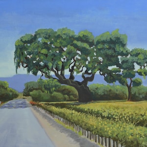Alamo Pintado Oak