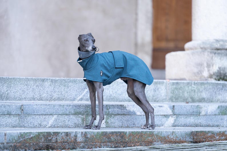 Winter Protection Greyhound Coat Premium Walking Gear Softshell Construction Weather Proof Design Custom Embroidery Option Reflective Safety Elements High Neck Coverage Harness Opening Style Fleece Lined Interior Adjustable Fit Outdoor Wear