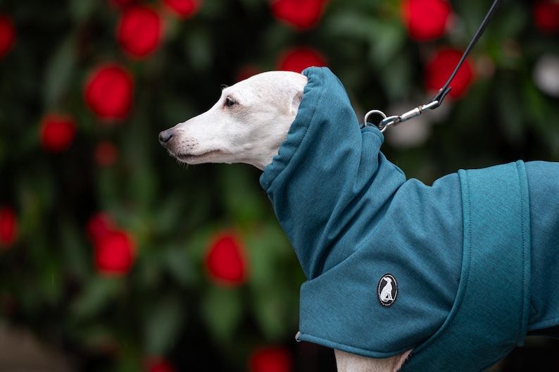 Pu&ograve; includere: Un maglione per cani color verde acqua con cappuccio a collo alto e una piccola toppa circolare con il logo di una silhouette di cane bianca. Il capo &egrave; indossato da un cane dal pelo chiaro con un sottile guinzaglio nero fissato a un anello.