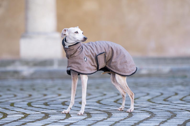 May include: A light brown dog coat with a high collar and black trim, featuring a small circular logo on the side. The garment is designed with a wrap-around style, secured with a strap, and covers the back and chest of the dog wearing it.