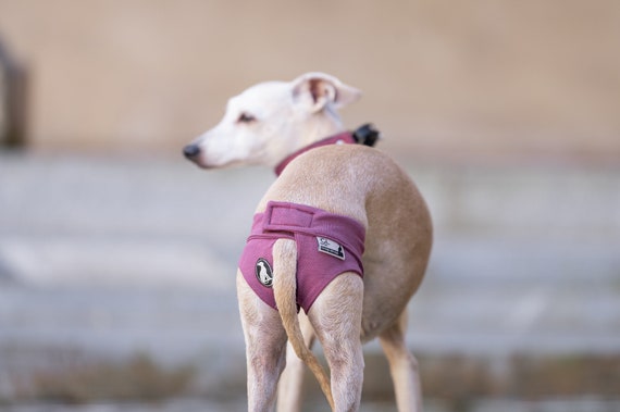 Diapers for dogs in heat online