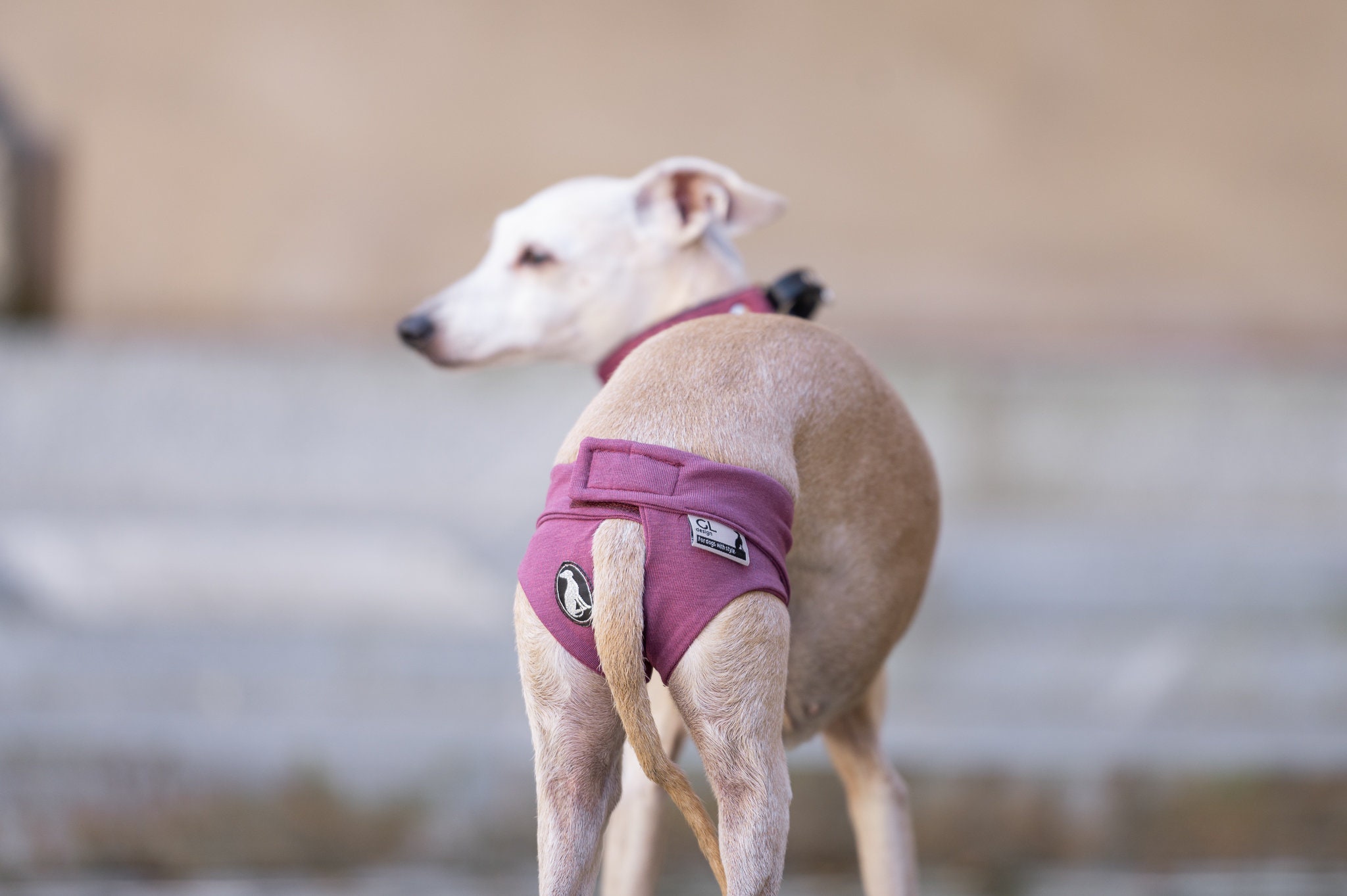 Greyhound diapers hotsell