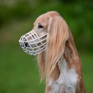 FCI Approved Basket Muzzle Greyhound Racing Gear Lightweight Plastic Construction Breathable Design Saluki Coursing Equipment Galgo Competition Safety Lurcher Training Essential Podenco Breed Specific Adjustable Leather Strap Soft Polymer