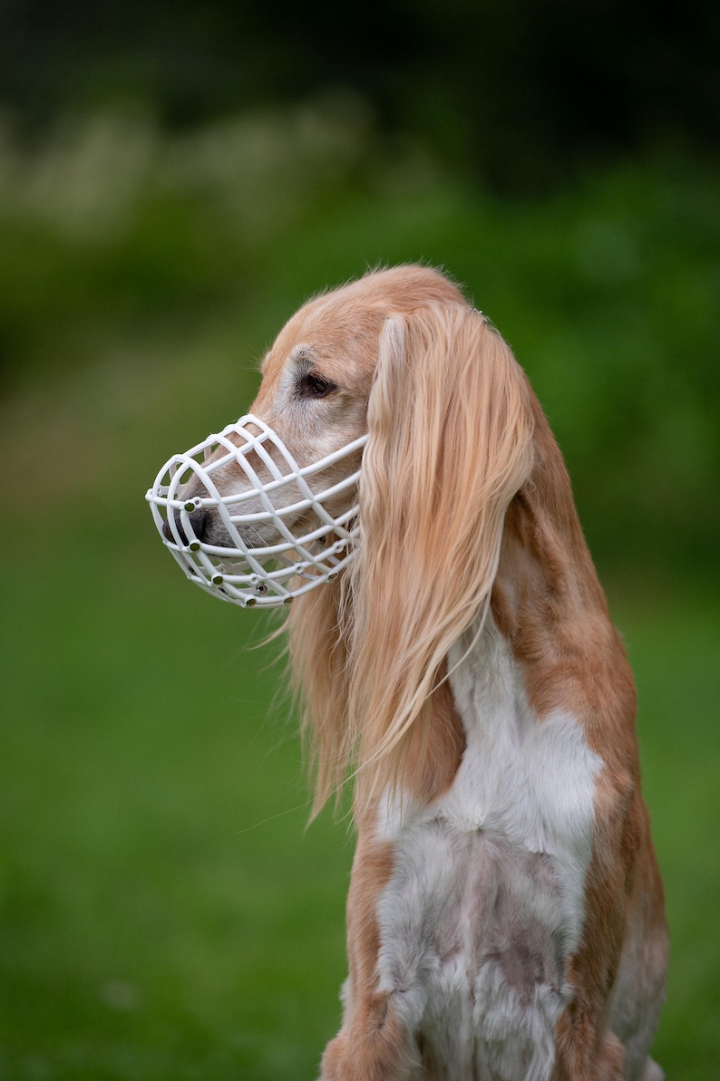 FCI Approved Basket Muzzle Greyhound Racing Gear Lightweight Plastic Construction Breathable Design Saluki Coursing Equipment Galgo Competition Safety Lurcher Training Essential Podenco Breed Specific Adjustable Leather Strap Soft Polymer