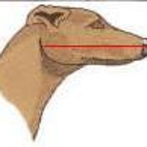 Greyhound Basket Muzzle for Dogs European Podenco Breed Fci Approved Light Plastic Breathable Design Saluki Racing Galgo Coursing Lurcher image 10
