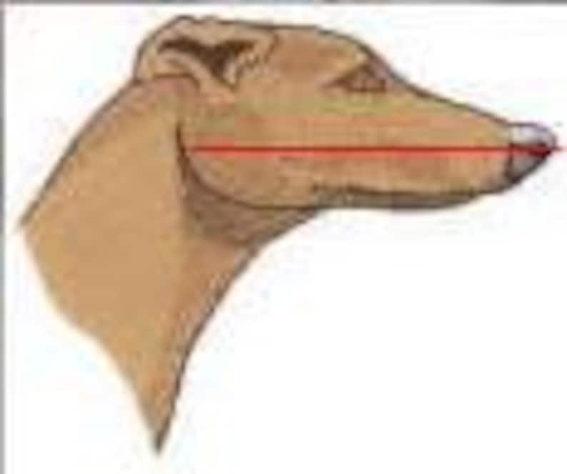 Greyhound Basket Muzzle for Dogs European Podenco Breed Fci Approved Light Plastic Breathable Design Saluki Racing Galgo Coursing Lurcher image 10
