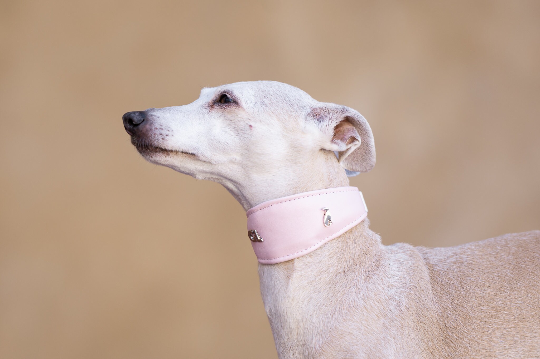 Greyhound fishtail collar sale
