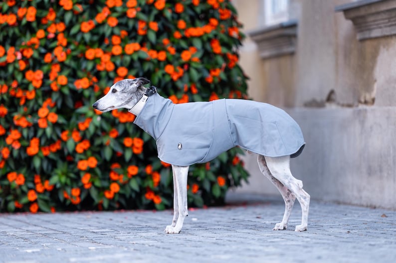 May include: A light gray dog coat with a high collar and a small logo patch on the side. The garment is designed to cover the torso and neck, featuring a smooth, solid-colored fabric construction that fits snugly around the body of the dog.