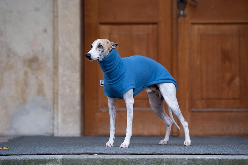 Greyhound Clothing Collection Whippet Warm Pullover Soft Sweater Thermal Protection Year Round Wear Lightweight Hound Outfit Stretchy Material Comfortable Design Sighthound Wardrobe Essential Puppy Vest Iggy Apparel Cold Weather Protection