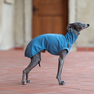 Op de afbeelding: Een kleine, grijze Italiaanse windhond die een blauwe fleece hondenjas draagt. De hond staat op een rode tegelvloer en kijkt omhoog.