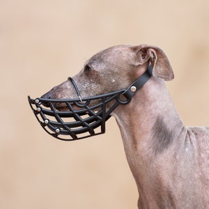 May include: A light brown dog wearing a black wire muzzle with a black leather strap. The dog is looking to the right of the frame.