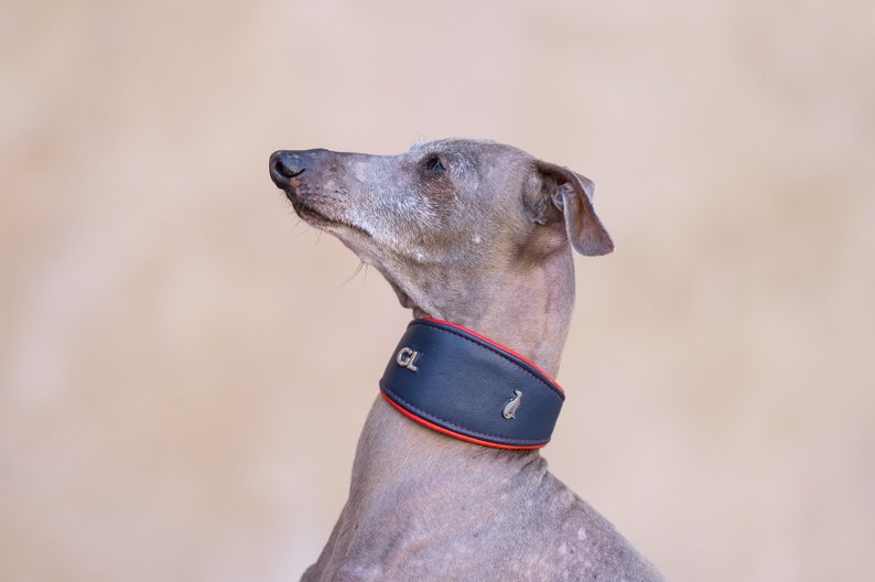 Leather Custum Dog Collar Whippet Leather Collar Italian Greyhound