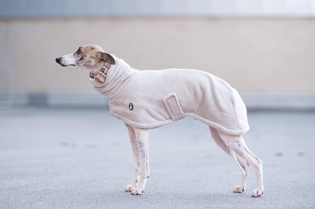 Whippet Winter Coat Iggy Warm Coat Italian Greyhound Clothing