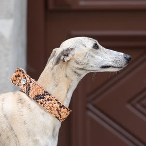 Könnte beinhalten: Ein Hund mit einem dekorativen Halsband mit Schlangenmuster in Braun- und Beigetönen. Der Hund hat ein helles Fell mit dunkleren Markierungen. Der Hintergrund zeigt eine braune Tür und eine hellfarbene Wand.