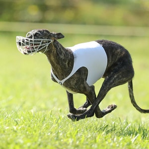 May include: A grey and black dog wearing a white racing vest and a muzzle runs across a green grassy field.