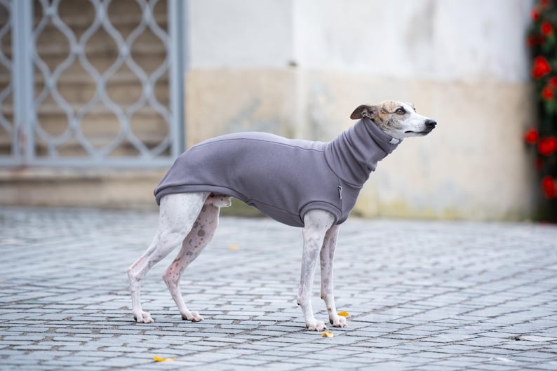 Sighthound Specific Design Whippet Warm Pullover Soft Sweater Greyhound Clothing Thermal Protection Lightweight Material Cozy Outfit Stretchy Jumper Perfect Fit Construction Italian Greyhound Apparel Winter Wear Comfortable Garment Cold
