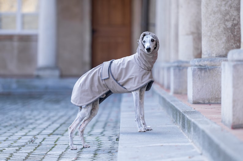 Sighthound Winter Coat Waterproof Fabric Soft Shell Design Premium Dog Jacket Warm Fleece Lining Custom Fit Greyhound Clothing High Collar Feature Leash Opening Access Reflective Elements Safety Cold Weather Protection Outdoor Walking