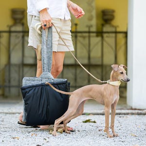 Pode incluir: Um galgo italiano de cor bege claro com uma coleira creme está num caminho de gravilha, preso a uma trela fina ligada a um saco de transporte de tecido cinzento e preto com pegas compridas que é transportado ao lado.