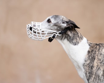 Muzzle whippet