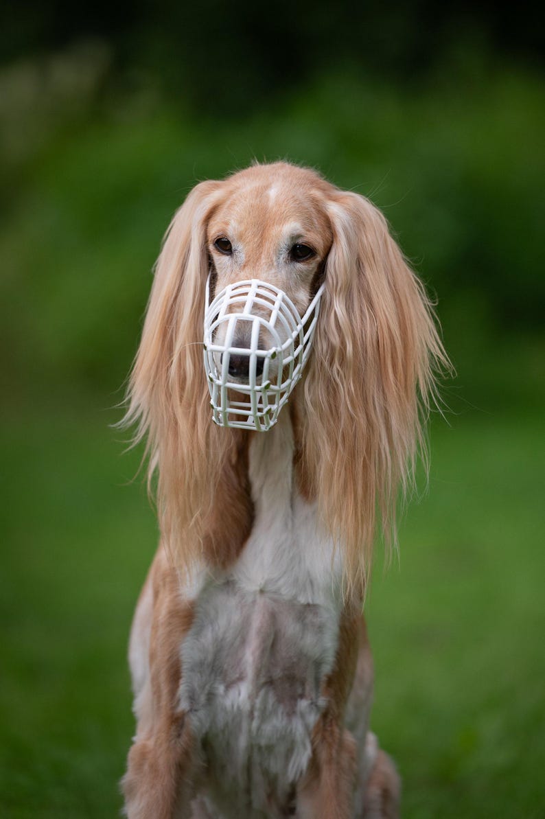 UK Made Basket Muzzle Greyhound Competition Gear FCI Approved Racing Equipment Lightweight Plastic Breathable Design Saluki Galgo Lurcher Podenco Sighthound Breeds Soft Polymer Construction Adjustable Leather Strap Coursing Training Safety