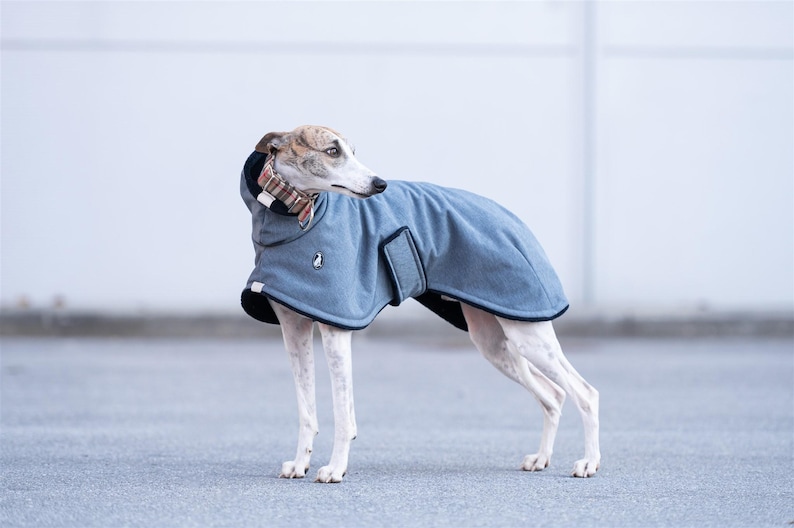 May include: A grey dog coat with a black inner lining, a high collar featuring a brown and white plaid pattern, and a small circular logo on the side. The coat is secured with a strap and is worn by a slender, light-colored dog with brown markings.