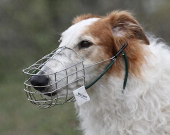 Muzzle Borzoi