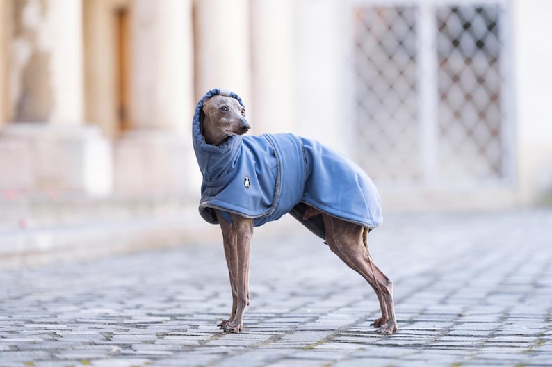 May include: A grey Italian Greyhound dog wearing a solid blue hooded coat with a small white logo patch on the side. The coat features a structured hood, a wrap-around design, and grey trim along the edges, covering the back and chest area.