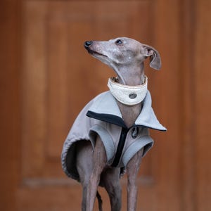 Puede incluir: Un galgo italiano gris que lleva un chaleco de forro polar gris claro con cremallera negra y cuello alto, junto con un collar de tela color crema con un pequeño emblema metálico circular alrededor del cuello, mirando hacia arriba a la izquierda.