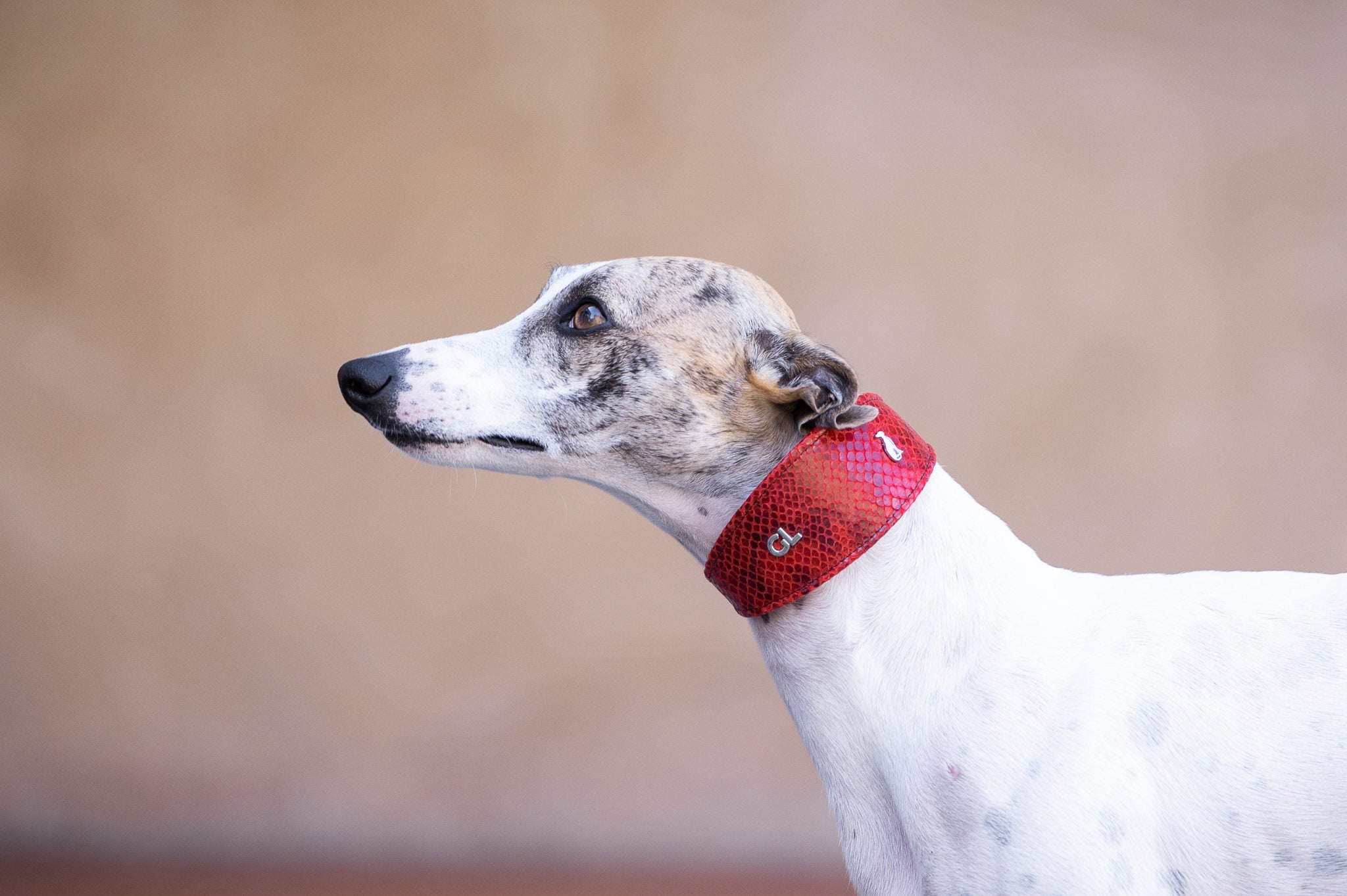 leather custum dog collar whippet leather collar italian greyhound collar puppy dog collar iggy leather collar galgo dog lover gift for dog