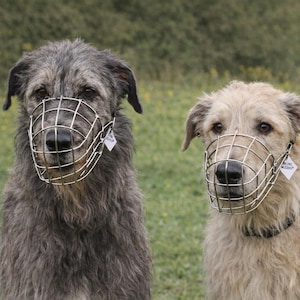 Può includere: Due Irish Wolfhound con museruole di filo metallico, su uno sfondo verde sfocato. Uno ha il pelo grigio, l'altro marrone chiaro. Entrambi i cani hanno il naso nero e guardano avanti.