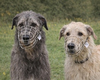 Muzzle Irish Wolfhound