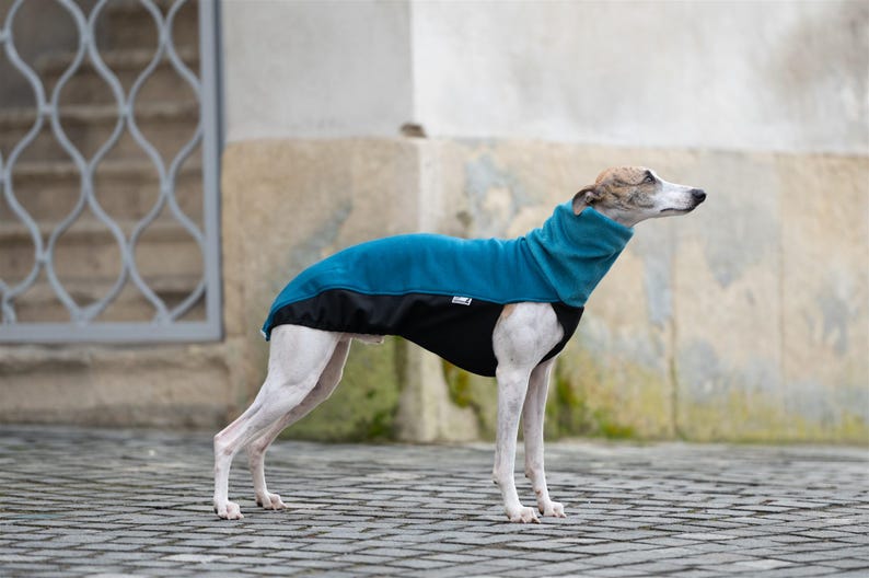 Whippet Sweatshirt Iggy Sweatshirt Galgo Sweater Greyhound Pullover Whippet Tshirt Custom Fit Sighthound Design Stretchy Exterior Layer Soft Furry Interior Deep Chest Protection Reflective Elements Size Range XXS XXXL Warm Weather