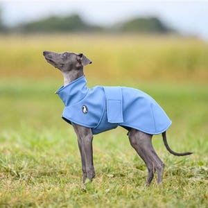 May include: A grey Italian Greyhound dog wearing a solid light blue dog coat with a high collar and a rectangular velcro closure on the side. The coat features a small circular logo patch on the chest area, providing a snug fit for the animal.