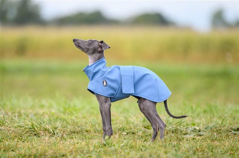 May include: A grey Italian Greyhound dog wearing a solid light blue dog coat with a high collar and a rectangular velcro closure on the side. The coat features a small circular logo patch on the chest area, providing a snug fit for the animal.