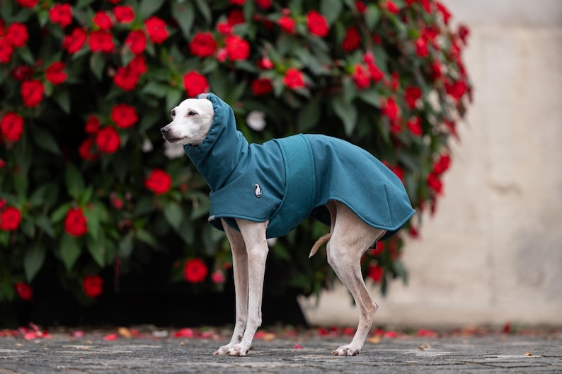 Pu&ograve; includere: Un cane di piccola taglia dal manto chiaro e dalla corporatura snella indossa un cappotto con cappuccio color verde acqua. Il capo presenta un collo alto, un cappuccio aderente e un piccolo emblema bianco a forma di pinguino sul fianco.