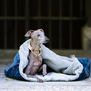 May include: A small, short-haired grey dog with a tan collar sits inside a plush, rectangular pet bed. The bed features a deep blue exterior and a light grey, ribbed, textured interior lining that wraps around the dog's body for warmth.