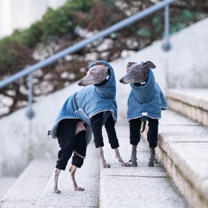 May include: Two grey Italian Greyhound dogs wearing matching blue hooded coats with grey trim and black leggings. The coats feature a high collar design and a secure fit, while the black leggings cover the legs of the dogs standing on stone steps.