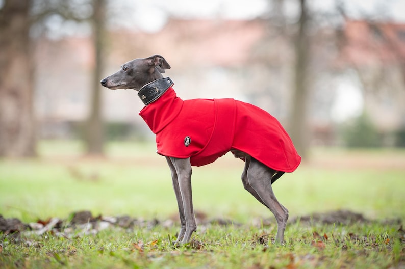 May include: A grey Italian Greyhound dog wearing a bright red, high-neck dog coat with a black leather collar. The coat features a small, circular emblem on the side and covers the torso, extending down the back with a smooth, solid fabric finish.