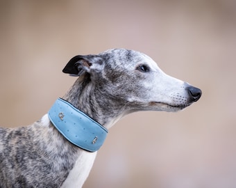 Leather Collar Martingale Baby Blue Iggy, Whippet, Galgo, Saluki, Greyhound ,Italiangreyhound, Azawakh, Borzoj, Afgan Hound