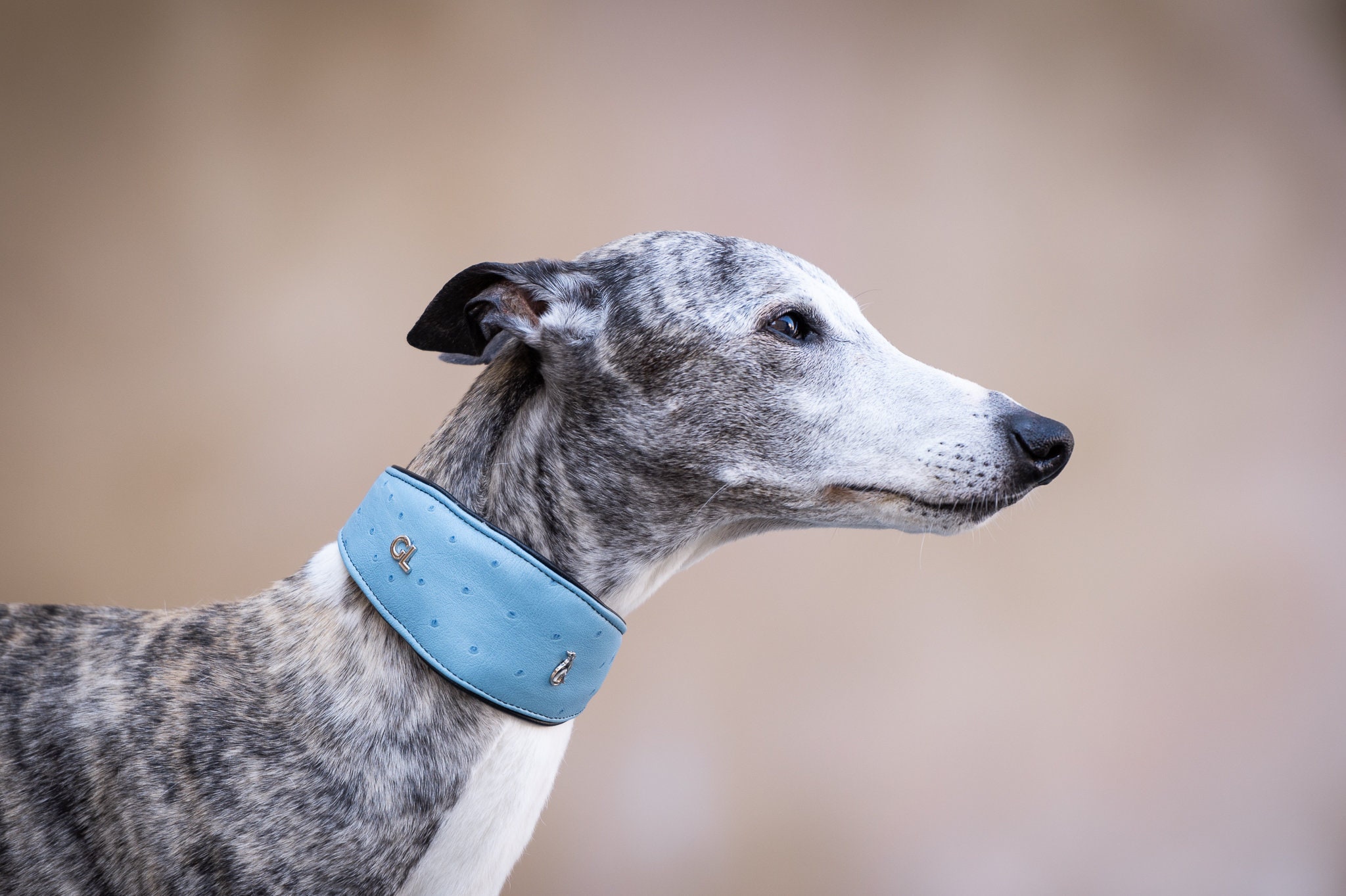 Baby Blue Martingale Collar
