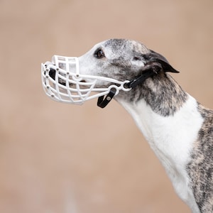 May include: A grey and white dog wearing a white plastic muzzle. The dog has a brindle coat pattern. The muzzle is secured with black straps. The background is a plain, light brown colour.