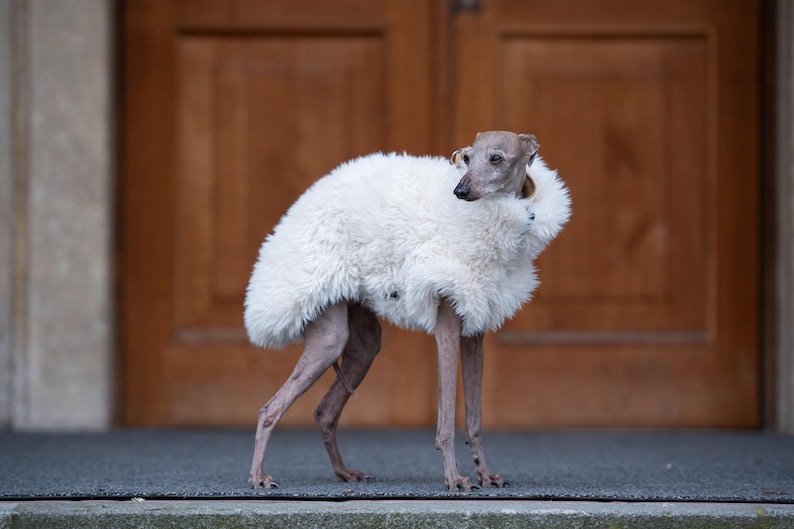 Whippet Galgo Iggy Vest Sighthound Specific Clothing Faux Fur Winter Coat Full Length Zipper Design Protective Flap System Small Dog Outerwear Luxury Pet Apparel Cold Weather Protection Reflective Safety Elements Multiple Size Options