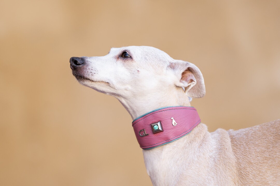 Leash Best Collar For Italian Greyhound Dog Collars Best Collar