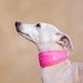 see more listings in the Collars & Leashes section